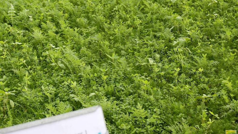 Een divers mengsel lijkt goed voor de bodem, want de verschillende planten versterken elkaar, hier een bodembedekkend mengsel tegen onkruiddruk, met onder andere Tillage Radish en Facelia.