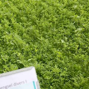 Een divers mengsel lijkt goed voor de bodem, want de verschillende planten versterken elkaar, hier een bodembedekkend mengsel tegen onkruiddruk, met onder andere Tillage Radish en Facelia.