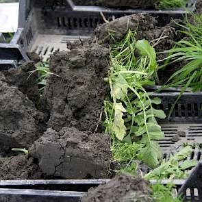 Er zit wat roest in de plantjes op de kluiten her en der, wat duidt op nattigheid. „Alhoewel je op de biologische gronden in vergelijking met gangbaar meestal weken eerder terecht kunt”, zegt een medewerker van de proefboerderij. Een vraag uit het publiek