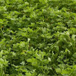 De dikke pen van Radish rot heel snel weg, je ziet een soort ponsgaten in de bouwvoor, maar omdat het niet bodembedekkend is, is deze ook weer zeer geschikt in een mengsel”, zegt Wiepie Haagsma van Wageningen Universiteit, die de bodem nog altijd bestempe