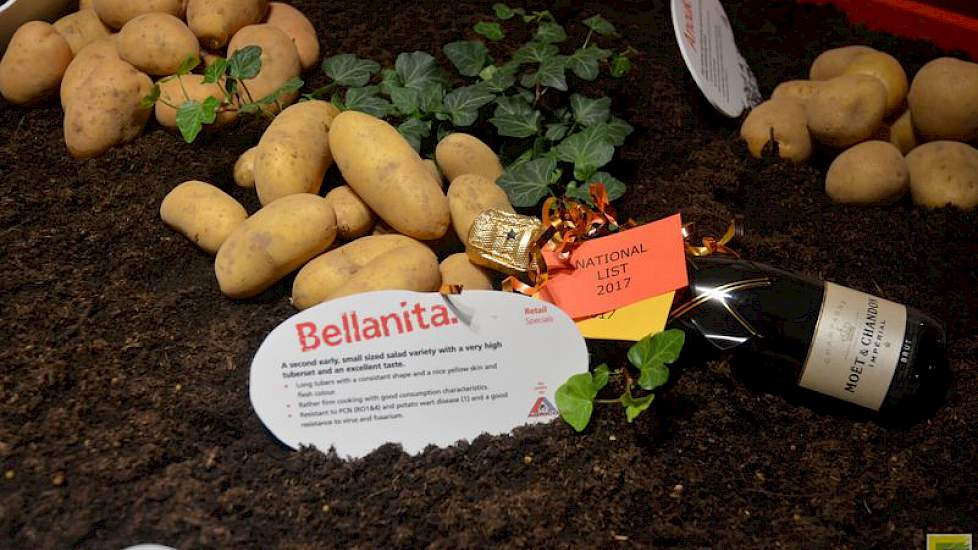 Eén van de nieuwe rassen is de geelvlezige Bellanita, deze aardappel vindt zijn weg op de nichemarkt van krielaardappelen. Het ras is niet helemaal nieuw, het wordt al verkocht in de Verenigde Staten en Canada. ‘Het is een kleine markt, maar wel eentje di