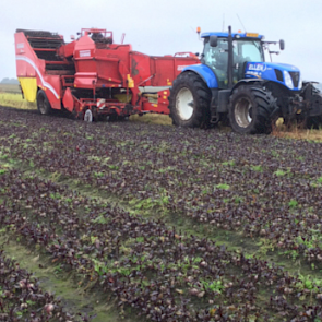 Loonbedrijf Ellen uit Klazienaveen (DR) rooide recent de rode bieten van vader en zoon Siebring. Normaal gesproken rooien de akkerbouwers hun bieten zelf, maar vanwege de nattigheid konden ze niet meer over het land. De machine van loonwerker Ellen is voo