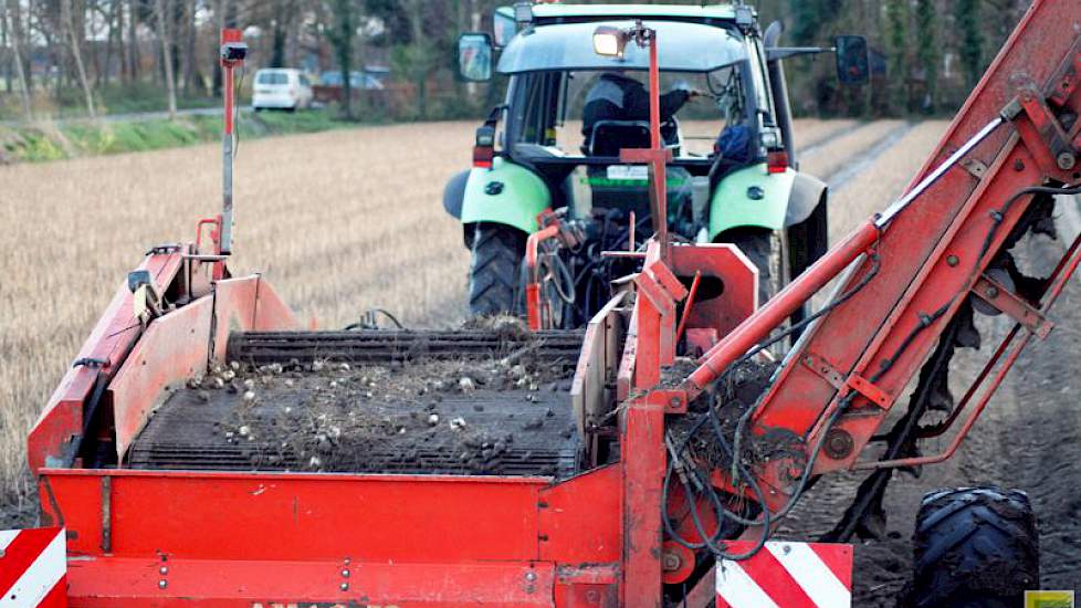 De opbrengsten dit jaar, schat Theo de Wit op zo’n 450.000 bruikbare bollen per hectare.