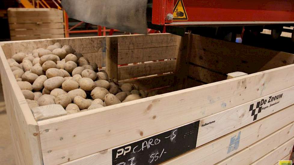 De Zeeuw en zijn medewerkers sorteren deze dagen pootgoed van het ras Carolus. De aardappelen worden na het sorteren tijdelijk bewaard in de koeling.