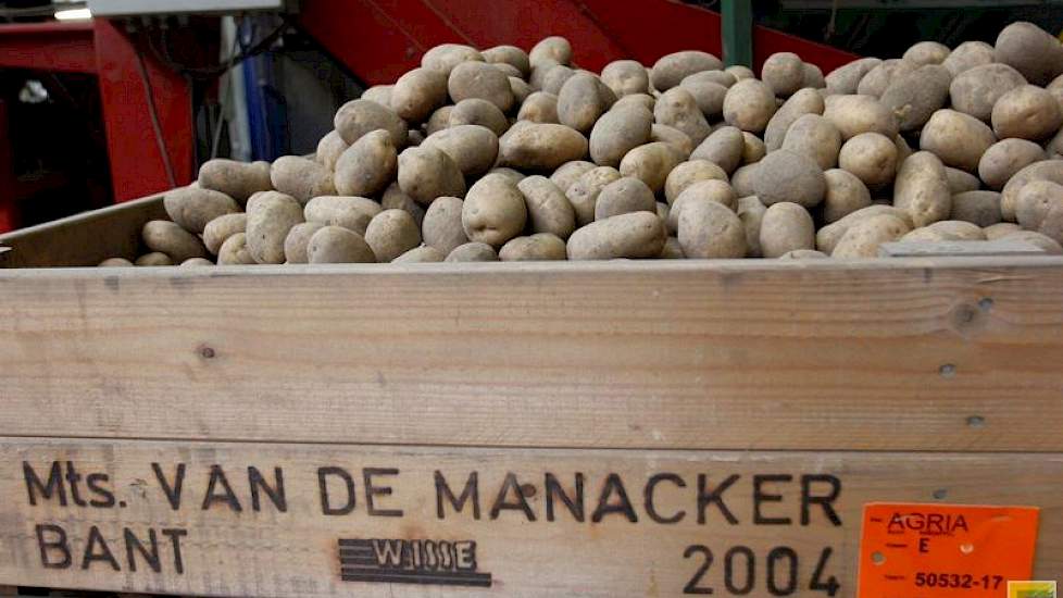 De overige maten worden in kisten gedraaid. Deze aardappelen gaan in het voorjaar weg, waarschijnlijk naar fritesaardappeltelers in Nederland, België of Duitsland.