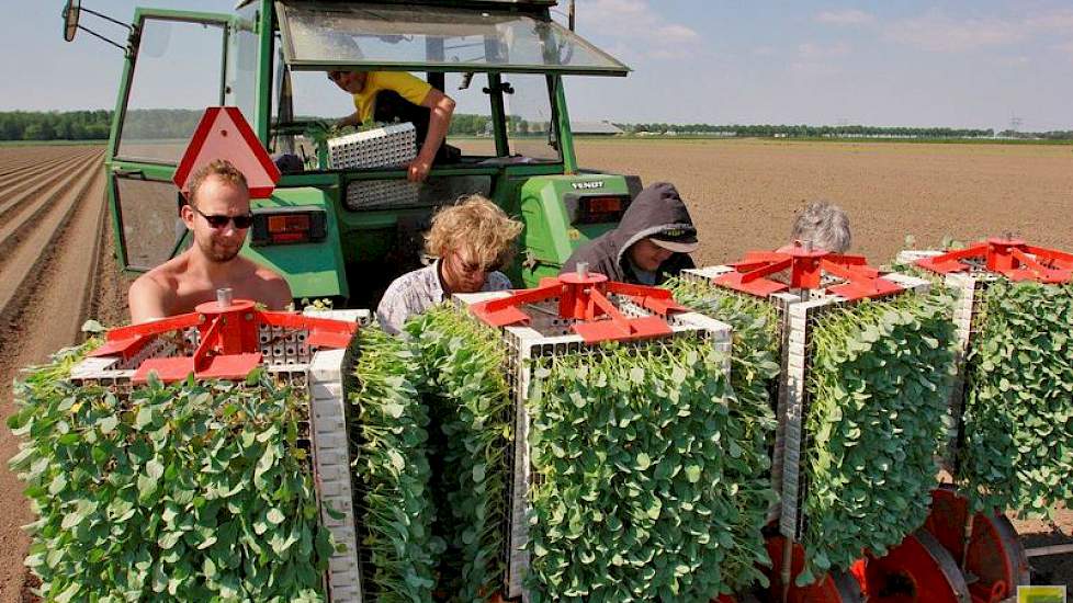 Huib Rijk zit zelf op de trekker, zijn vrouw Hennie en drie medewerkers zorgen dat de plantcarrousel tijdens het rijden gevuld blijft. Volgens Rijk kunnen zeker de eerste plantjes bij schraal weer in het begin nog wel last van aardsvlooien krijgen. Deze z