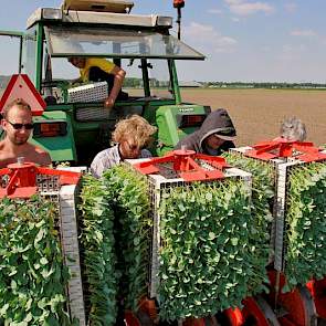 Huib Rijk zit zelf op de trekker, zijn vrouw Hennie en drie medewerkers zorgen dat de plantcarrousel tijdens het rijden gevuld blijft. Volgens Rijk kunnen zeker de eerste plantjes bij schraal weer in het begin nog wel last van aardsvlooien krijgen. Deze z