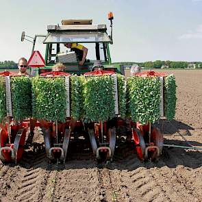 Rijk: „ Dit is de tweede ronde. Per keer planten we 9.000 bloemkoolplantjes. Ik heb de machine nu voor het eerst in gebruik. Voor een eenvoudige machine doet ie het mooi.”