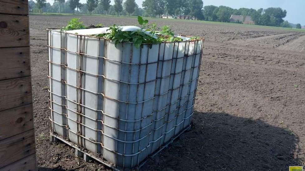 Om te kunnen vergelijken hebben de onderzoekers ook tarragrond in een IBC-tank gedaan, zonder water. 'We willen kijken wat de natuur doet als de grond niet onder water staat.'