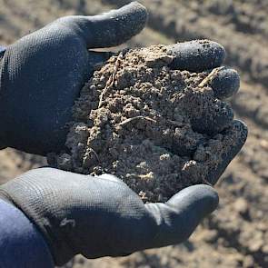 De grond moet goed los zijn voordat een vanggewas gepoot gaat worden, de structuur van de grond moet goed zijn. „De aardappelen moeten immers goed wortelen, om zoveel mogelijk larven te lokken.”