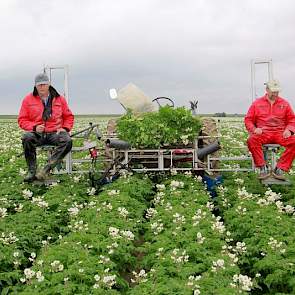 Klaas Jan (rode overall, witte pet) en zijn neef Klaas Hoff, die samen de maatschap vormen, telen in totaal 40 hectare pootgoed.