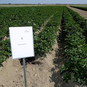 In de Pootaardappelacademie is in de afgelopen jaren al onderzoek gedaan naar plantafstanden en quadplanten. Daarbij is onder meer gekeken naar het effect van de plantmethode op het aantal stengels en dito knollen. Met het quadplanten is een opbrengstverh