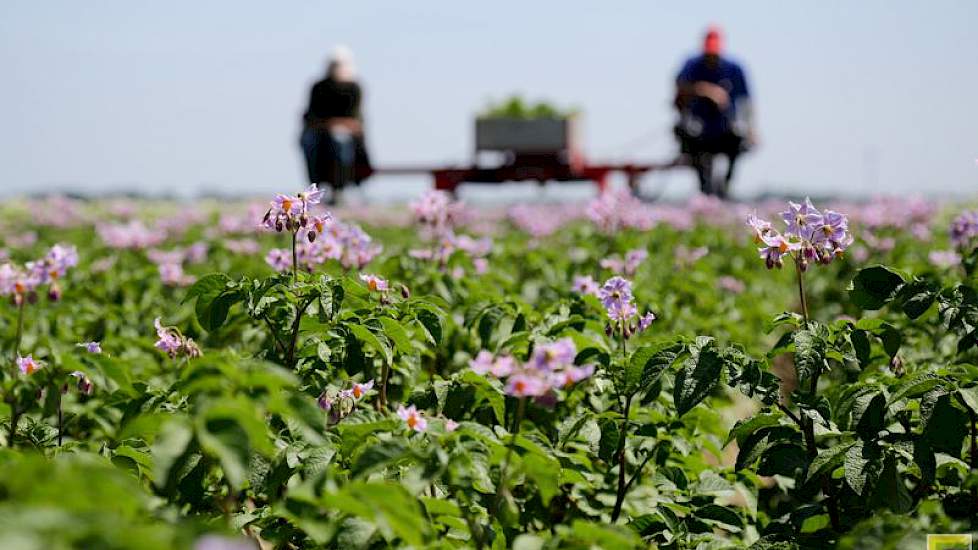 Daarnaast telen de neven op hun eigen bedrijven ook pootgoed, samen selecteren ze 35 hectare pootgoed.