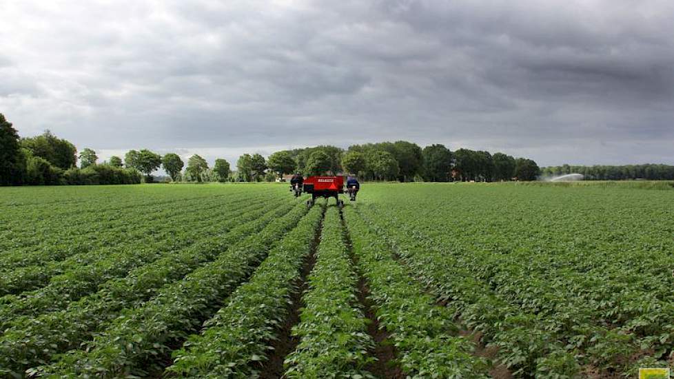 Roel Hellinga teelt in totaal ongeveer 50 hectare pootgoed.