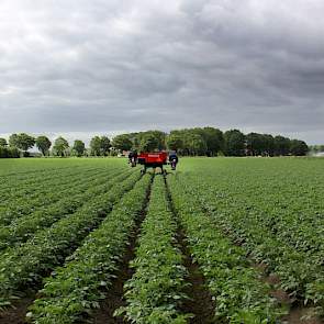 Roel Hellinga teelt in totaal ongeveer 50 hectare pootgoed.