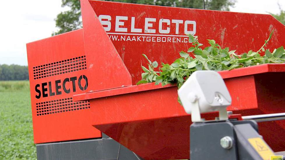 Ze rijden door het gewas met een selectiekar van Selecto. Roel Hellinga, zoon van Piet, heeft voor deze kar gekozen vanwege zijn krachtige motor. ‘We kunnen in een laag toerental het gewas door. Dat werkt heel rustig.’