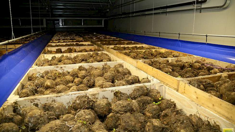 In deze cel ligt de knolselderij. De cellen zijn voorzien van een zuigventilatiesysteem met ventilatoren en zuigkleden. Er worden geen synthetische koudemiddelen gebruikt om te koelen.