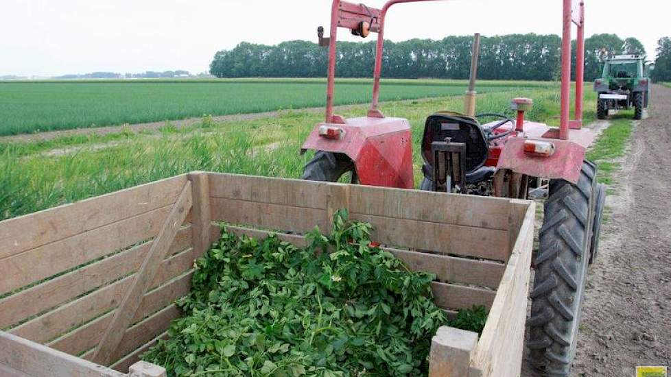 Op de kopakker staat een trekker met een tonskist klaar. De zieke planten worden in de kist gestort en naar het bedrijf afgevoerd.