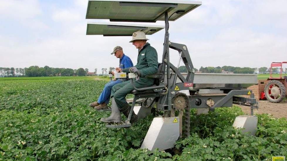 Tijdens de selectie vinden de mannen vooral viruszieke planten. „Maar het is beheersbaar”, zegt Vos. Problemen als gevolg van de droogte vallen mee. „Dit ras kan heel goed tegen droogte en hitte. De planten komen er naar omstandigheden goed doorheen.” De