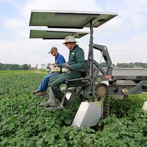 Tijdens de selectie vinden de mannen vooral viruszieke planten. „Maar het is beheersbaar”, zegt Vos. Problemen als gevolg van de droogte vallen mee. „Dit ras kan heel goed tegen droogte en hitte. De planten komen er naar omstandigheden goed doorheen.” De