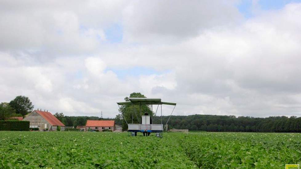 De gewassen slijten hard door de droogte. Giesen heeft de Agata’s wel beregend, maar dit ras wortelt ondiep. „Droogte laat hij heel snel zien.”