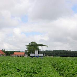 De gewassen slijten hard door de droogte. Giesen heeft de Agata’s wel beregend, maar dit ras wortelt ondiep. „Droogte laat hij heel snel zien.”