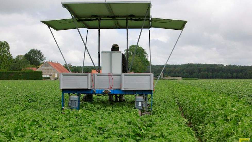 Giesen teelt in samenwerking met enkele collega’s 70 hectare pootgoed. Hij selecteert hier het ras Agata.