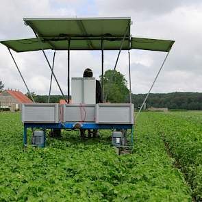 Giesen teelt in samenwerking met enkele collega’s 70 hectare pootgoed. Hij selecteert hier het ras Agata.