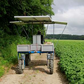 De akkerbouwer heeft in dit perceel maar weinig onrechtmatigheden gevonden. „In het begin wel een paar viruszieke planten, maar verder stond er weinig in.” De selectie nadert bij Giesen zijn einde. „De eerste percelen liggen al dood.”