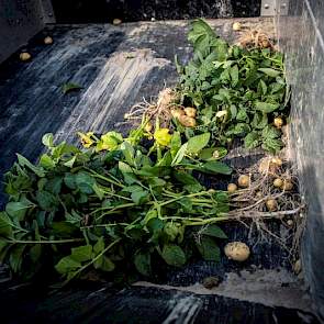 De afwijkende planten gaan mee in de kunststof voorraadbak, die vervolgens weer wordt geleegd in kisten. Bij het bedrijf gaan de aardappelen met het bedrijfsafval mee. „Maar als het heel veel is, maken we een hoop die we afdekken.”