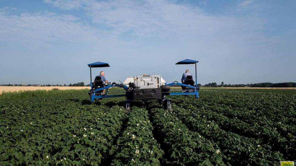 De selectie bevindt zich bij Klijn in de afronding. „We selecteren door tot de laatste aardappelen dood zijn. Maar het gewas gaat nu vanzelf dood. De natuur helpt ons een handje.”