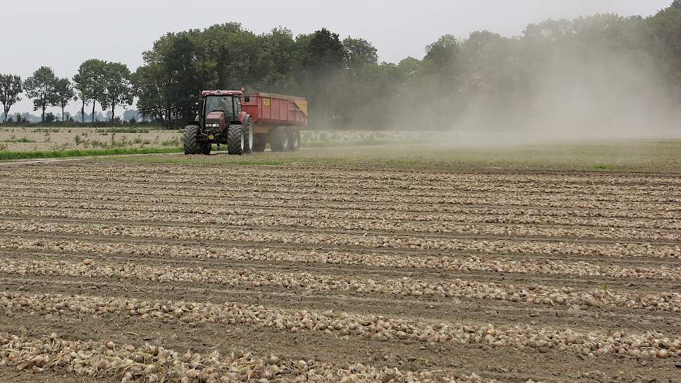 De geoogste uien hebben nog geen bestemming en gaan eerst in opslag in de schuur. Sturm verkoopt nu bewust niet, vanwege de onduidelijke opbrengst en de hoop op stijgende prijzen door een algeheel tegenvallende uienoogst.