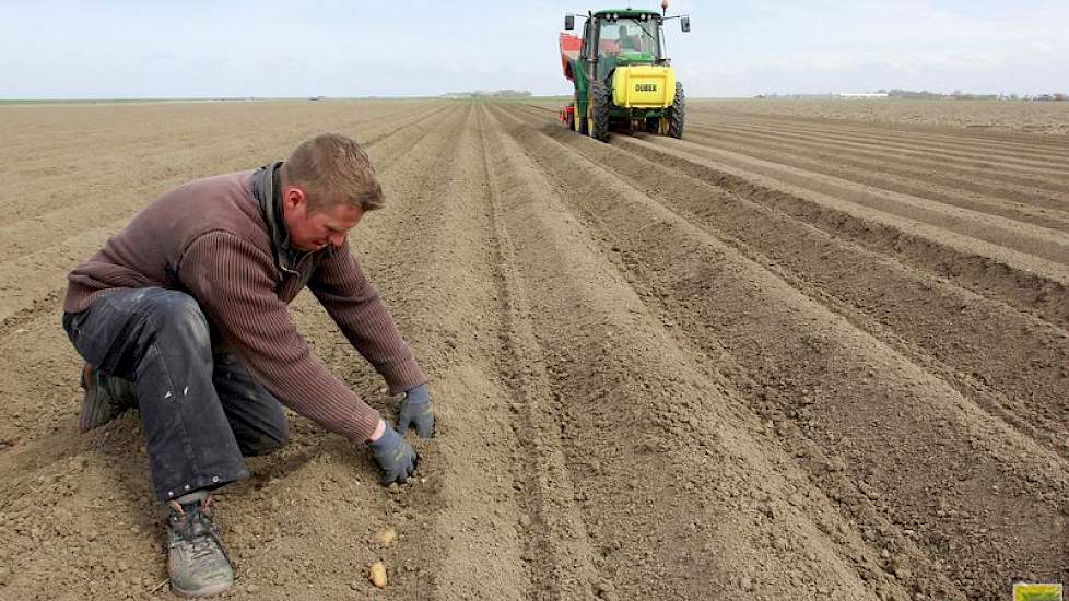 Melvin controleert de pootafstand, bij de Spunta’s hanteren ze een gemiddelde van zes knollen per strekkende meter.