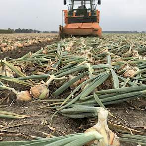 Van Damme teelt in totaal 28,5 hectare gele zaaiuien.