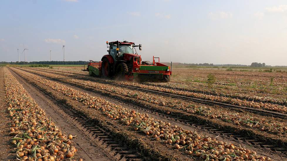 Loonbedrijf Haaijer rooide vorige week een perceel Vento in het zwad.