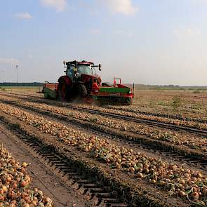 Loonbedrijf Haaijer rooide vorige week een perceel Vento in het zwad.