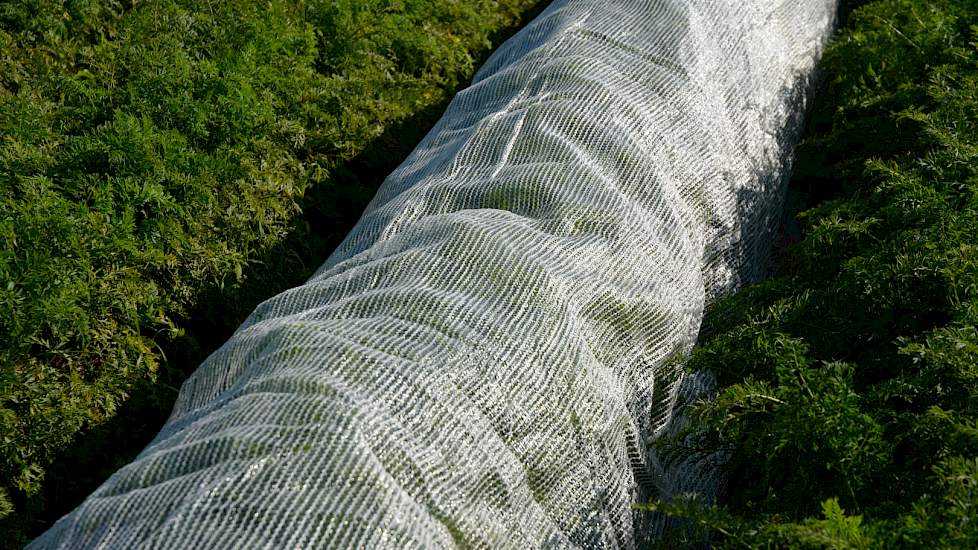 Klimaatdoek over een peenrug. Het beste moment om dit doek over het loof te leggen is voor de eerste vlucht (in mei).