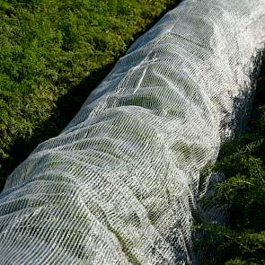 Klimaatdoek over een peenrug. Het beste moment om dit doek over het loof te leggen is voor de eerste vlucht (in mei).