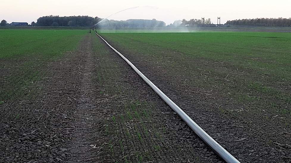 De beregeningshaspels hebben bij Schrauwen in de afgelopen maanden ook in de andere gewassen overuren gedraaid. En nog steeds. „Vorige week hebben we de knolselderij en winterwortelen beregend. Door capaciteitsgebrek kwamen we daar afgelopen zomer nauweli