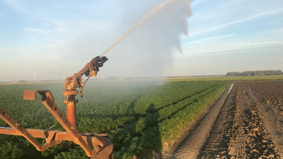 Akkerbouwer Jacco van Liere uit Dronten (FL) heeft zijn sloot volgepompt om de peen te kunnen beregenen. Hij teelt 75 hectare peen. De oogst van de Nerac is inmiddels begonnen, Van Liere schat de opbrengst op rond 80 ton per hectare. „Een mooi en goede op