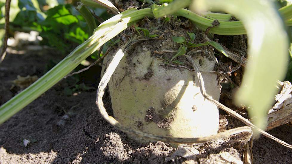 Omdat de bieten wat hoger en ongelijker boven de grond uit staken, had de Beet Eater van Ploegmakers wat meer moeite met rooien, zo vertelt Van der Ven. Behalve droogteschade, hebben de bieten ook te lijden gehad onder oude restanten spuitherbiciden die n