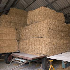 De vleeskuikenhouders gebruiken fijn gehakseld stro als strooisel voor in de stallen. Die liggen op meerdere platte wagens in hun loods, zodat er geen ongedierte in kan kruipen.