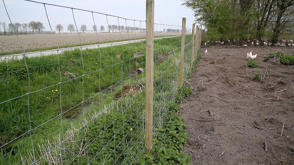 De afscheiding. De leghennenhouders hebben hier in Lelystad af en toe last van vossen. „We hebben al eens 50 dode hennen gehad toen er een vos op bezoek was geweest”, zegt Verwolf.