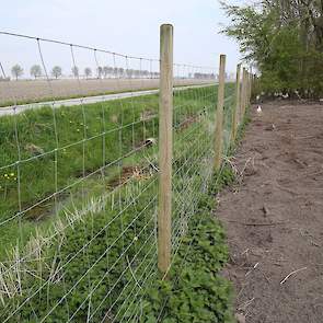 De afscheiding. De leghennenhouders hebben hier in Lelystad af en toe last van vossen. „We hebben al eens 50 dode hennen gehad toen er een vos op bezoek was geweest”, zegt Verwolf.