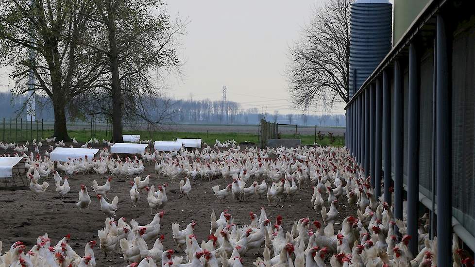 Henk Verwolf ervaart een andere cultuur in de agrarische sector. „In de bouwwereld is ’s middags na vijf uur iedereen vertrokken. Samen de schouders eronder en iets afmaken is in mijn nieuwe sector de standaard.”