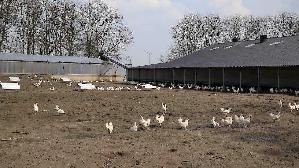 De pluimveehouders kozen voor vrij uitloop. „Als pluimveehouder in Nederland moet je je onderscheiden door producten met meerwaarde te produceren die je in Nederland, Duitsland of regionaal af kunt zetten. Kooi- en scharreleieren kunnen ze goedkoper produ