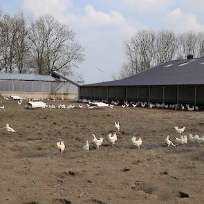 De pluimveehouders kozen voor vrij uitloop. „Als pluimveehouder in Nederland moet je je onderscheiden door producten met meerwaarde te produceren die je in Nederland, Duitsland of regionaal af kunt zetten. Kooi- en scharreleieren kunnen ze goedkoper produ