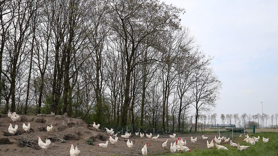 Biologisch was volgens Verwolf op de aangekochte locatie moeilijk te realiseren en het rendement was onvoldoende om de hogere investeringen te verantwoorden.