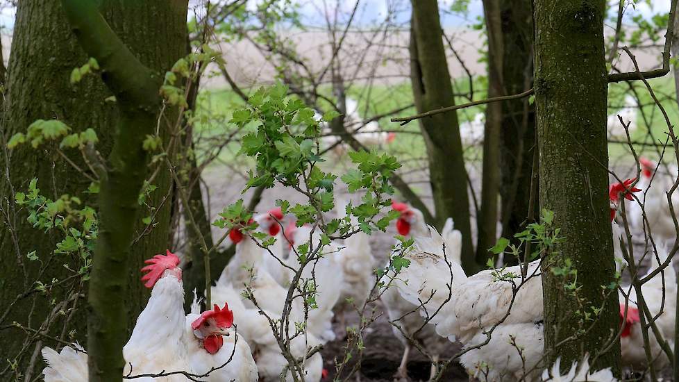 Samen kwamen de leghennenhouders uit op vrije-uitloop, al sluit Henk overschakelen naar andere concepten de komende jaren niet uit. „Nu is er nog een goede boterham met vrije-uitloophennen te verdienen, maar dat kan zomaar veranderen. Ik probeer altijd tw