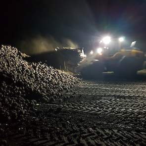 De bieten van het ras BTS 5270 zijn 1 december gerooid door Weco de Hondsrug. De Jong bewaarde zijn bieten onder een toptex kleed, waardoor ze er mooi en droog bij lagen. „Het stoof zelfs tijdens het laden”, aldus de akkerbouwer.